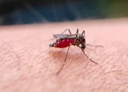 Puluhan Warga di Lamongan Terjangkit Chikungunya, Pemerintah Desa Lakukan Fogging