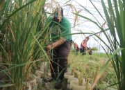Inovasi Green House Kodim Lamongan: Panen Perdana Padi dari Limbah Plastik