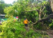 Pohon Tumbang di Lamongan, Sempat Mengganggu Lalu Lintas