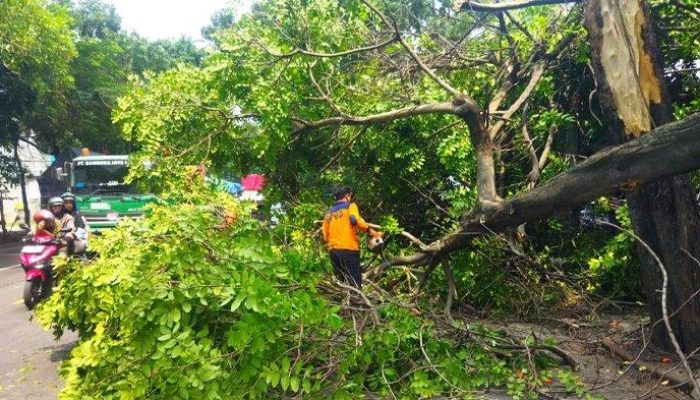 Pohon Tumbang di Lamongan, Sempat Mengganggu Lalu Lintas