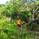 Pohon Tumbang di Lamongan, Sempat Mengganggu Lalu Lintas
