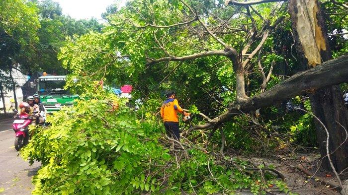 Pohon Tumbang di Lamongan, Sempat Mengganggu Lalu Lintas