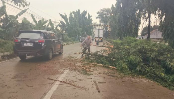 Pohon Tumbang Halangi Jalan Raya Babat-Widang, Polsek Babat Bergerak Cepat