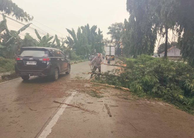 Pohon Tumbang Halangi Jalan Raya Babat-Widang, Polsek Babat Bergerak Cepat