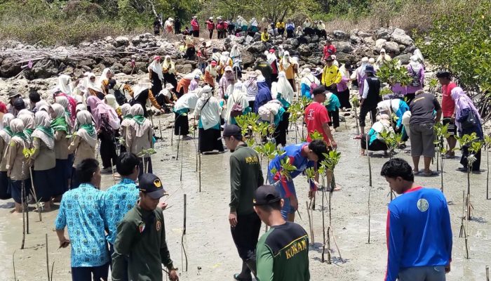 Penanaman Ribuan Mangrove Dilakukan di Pesisir Desa Paciran untuk Cegah Banjir Rob